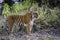 Sub-Adult Tigress Standing in the forest