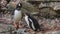 Sub antarctic penguin feed child. Gentoo wild bird behavior