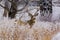 Sub-zero Mule Deer Buck on the Prairie