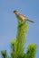 Subadult of butcher-bird