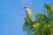 Subadult of butcher-bird