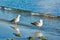 Subadult European Herring Gulls