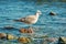 Subadult European Herring Gulls