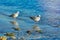 Subadult European Herring Gulls