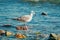 Subadult European Herring Gulls