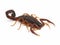 Subadult Florida bark scorpion, Centruroides gracilis cECP