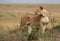 A subadult lioness observing the surrounding from the top of a mound, Masai Mara, Kenya