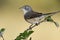 Subalpine female warbler. Sylvia cantillans perched on a branch on a light background