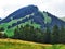 Subalpine forests in the Ostschweiz region