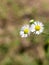 Subalpine meadows, the time of exuberant flowering of plants and the period of ripening of seeds.