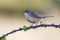 Subalpine warbler female. Sylvia cantillans perched on a branch on a uniform light background