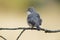 Subalpine warbler female. Sylvia cantillans perched on a branch on a uniform light background