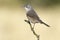 Subalpine warbler female. Sylvia cantillans perched on a branch on a uniform light background