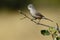 Subalpine warbler female. Sylvia cantillans perched on a branch on a uniform light background