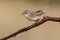 Subalpine warbler female. Sylvia cantillans perched on a branch on a uniform light background