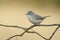 Subalpine warbler female. Sylvia cantillans perched on a branch on a uniform light background