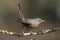 Subalpine warbler male. Sylvia cantillans, perched on the branch of a tree on a uniform background