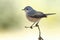 Subalpine warbler male. Sylvia cantillans perched on a branch on a uniform light background