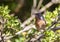 Subalpine Warbler in Shrubbery