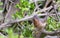 Subalpine Warbler in Shrubbery