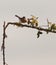 Subalpine Warbler on thorny bush