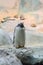 Subantarctic or gentoo penguin Pygoscelis papua standing on a stone