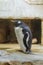 Subantarctic or gentoo penguin Pygoscelis papua standing on a stone. Side view