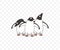 Subantarctic penguin or gentoo penguins, graphic design