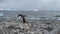 Subantarctic penguin on the ocean and rocky beach in Antarctica.