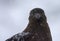 Subantarctic Skua, Subantarctische Grote Jager, Stercorarius ant