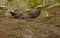 Subantarctische Grote Jager, Subantarctic Skua, Stercorarius ant