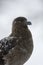 Subantarctische Grote Jager, Subantarctic Skua, Stercorarius ant