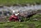 Subantarctische Grote Jager, Subantarctic Skua, Stercorarius ant