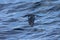 Subantarctische Kleine Pijlstormvogel, Subantarctic Little Shear