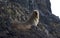Subantarctische Pelsrob, Subantarctic Fur Seal, Arctocephalus tr