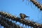 Subdesert Mesite Monias benschi in the Spiny Forest of Ifaty, Madagascar