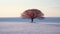 Subdued Tranquility: A Thin Red Tree On Snow