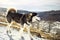 Suberian husky walking along a mountain slope