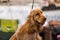 A subject of Red solid color English Cocker Spaniel on a leash during a dog show.