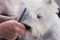 A subject of West Highland White Terrier during the preparation of his coat in a dog show
