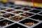 Subjective focus on Single sprout in a black plastic grid of a peat moss seed starting tray