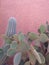 Sublime cactus on pink wall, marrakech