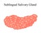 Sublingual salivary gland. Vector illustration on isolated background