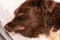 Submandibular edema in a dog with severe renal failure