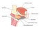 Submandibular gland