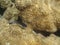 Submerged colony of the white encrusting zoanthid Palythoa caribaeorum from Porto de Galinhas, Pernambuco, Brazil.