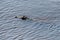 Submerged crocodile floating in the chobe river
