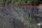 submerged fallen tree with branches reflected in the water