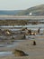 The submerged forest in Borth on the west coast of Wales