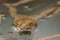 Submerged frog in pond water amongst reeds and underwater vegetation